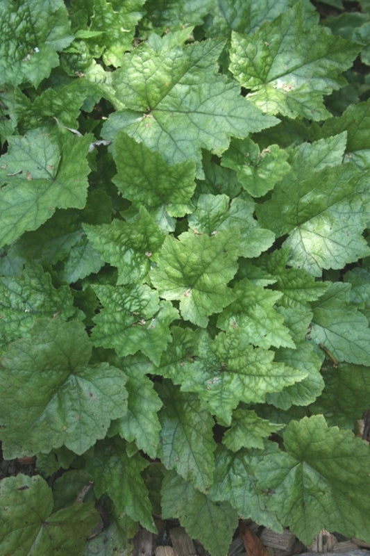 Image of Tiarella cordifolia 'Oconee Spreader'|Juniper Level Botanic Gdn, NC|JLBG