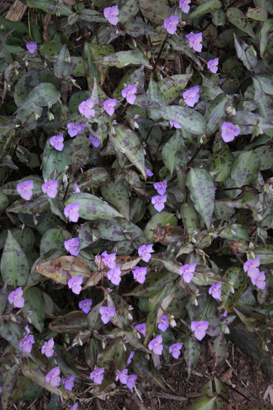 Image of Tinantia pringlei coll. #A1M-77||