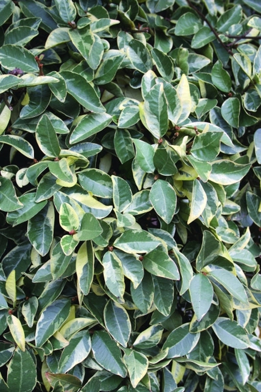 Image of Trachelospermum jasminoides 'Variegatum'|Juniper Level Botanic Gdn, NC|JLBG