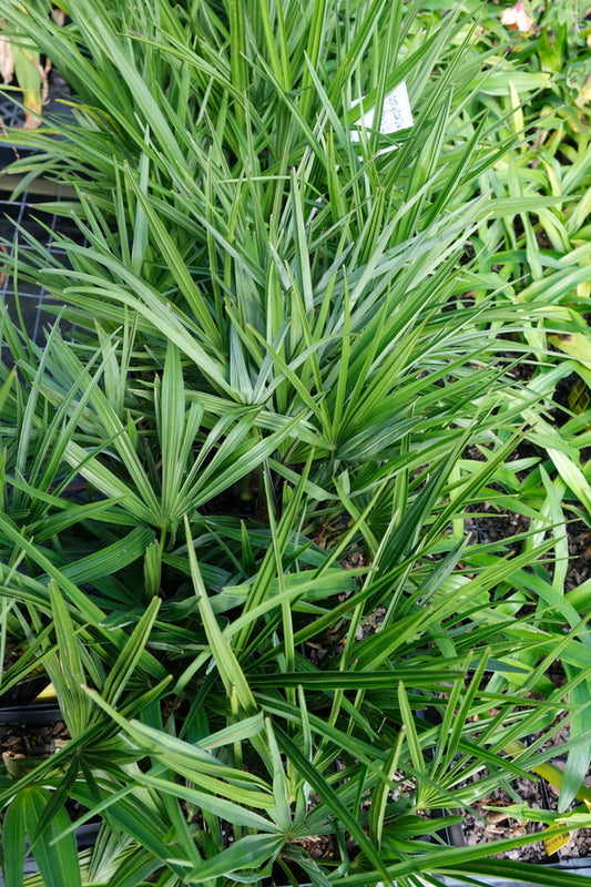 Image of Trachycarpus x fortuanus 'Lil Wags'taken at Juniper Level Botanic Gdn, NC by JLBG