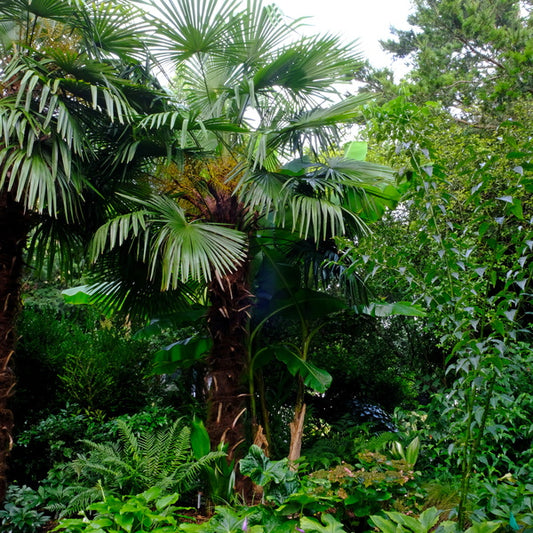 Image of Trachycarpus fortunei 'Dwarf Delights'taken at Juniper Level Botanic Gdn, NC by JLBG