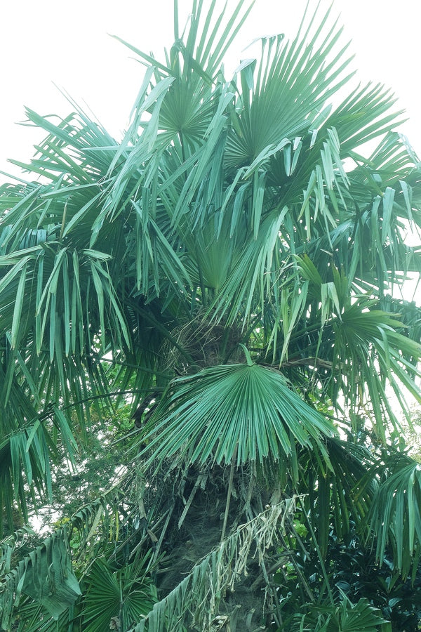 Image of Trachycarpus fortunei 'Greensboro'