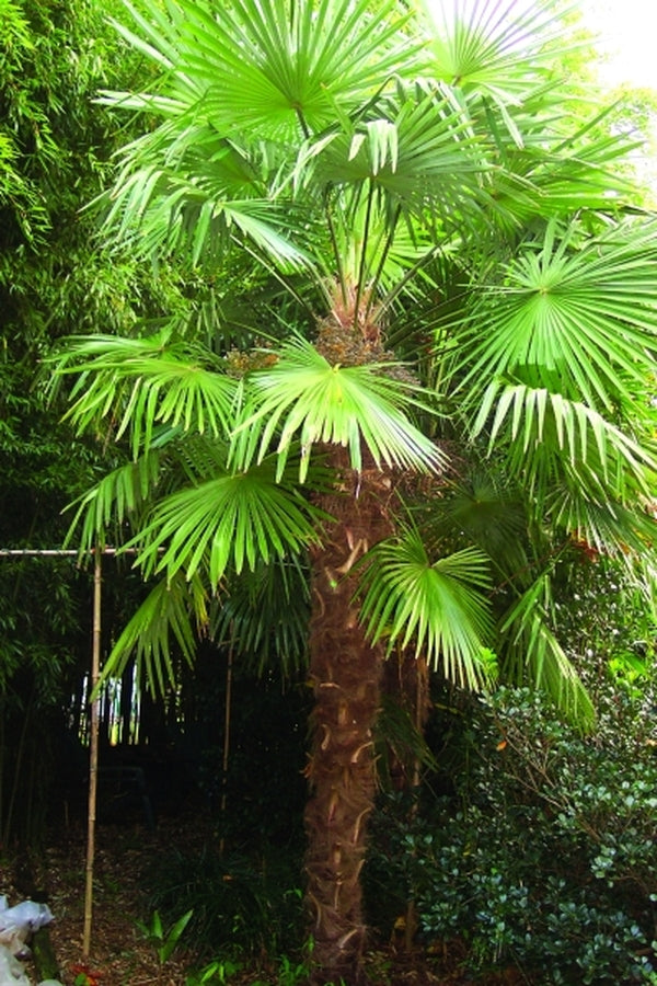 Image of Trachycarpus fortunei Tennessee Form|W. Taylor Gdn, TN|W. Taylor