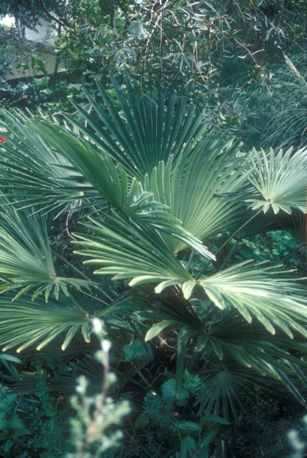 Image of Trachycarpus fortunei ('Wagnerianus' x fortunei)|S. Hogan Gdn, OR|