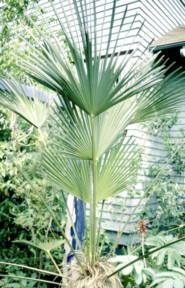 Image of Trachycarpus fortunei 'Wagnerianus'taken at S. Hogan Gdn, OR
