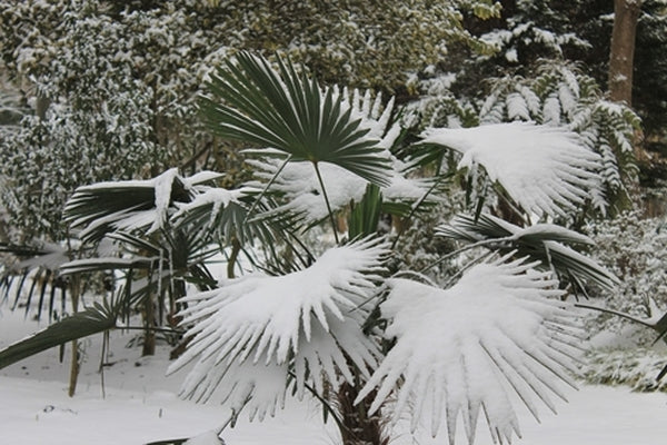 Image of Trachycarpus fortunei 'Wagnerianus'taken at Juniper Level Botanic Gdn, NC by JLBG