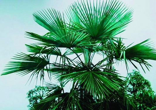 Image of Trachycarpus sp. 'Naga Hills'|In Situ|T. Spanner