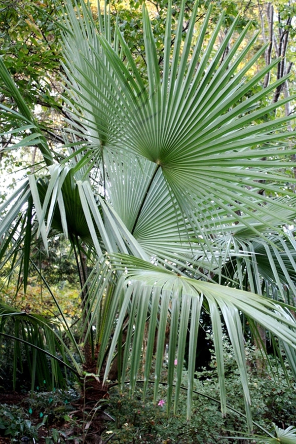 Takil Learn about Trachycarpus takil | Kumaon Palm | Perennial Encyclopedia