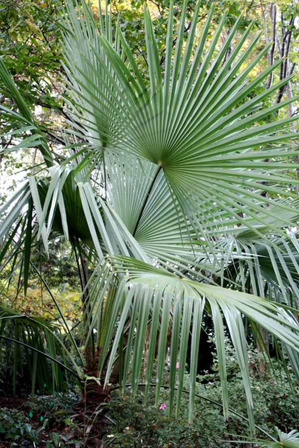 Image of Trachycarpus takil||