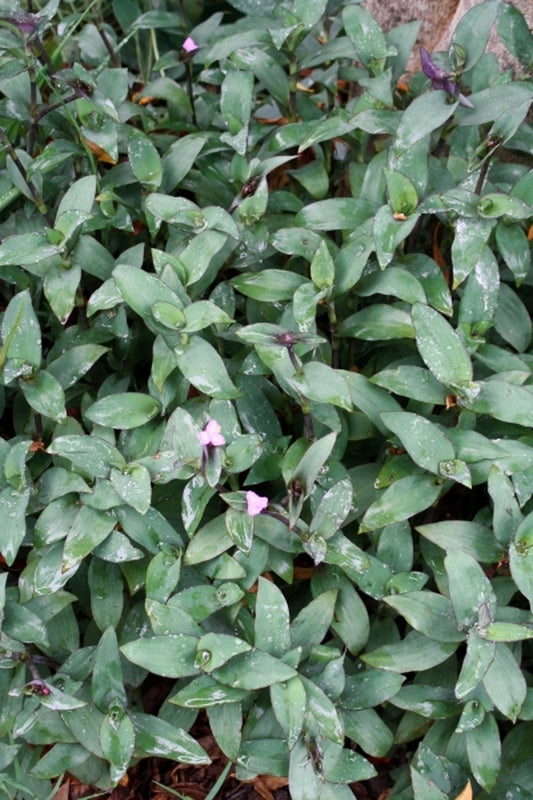 Image of Tradescantia pallida 'Blue Sue'|Juniper Level Botanic Gdn, NC|JLBG