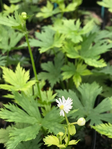 Image of Trautvetteria caroliniensis var. japonica|Juniper Level Botanic Gdn, NC|C. Hardison