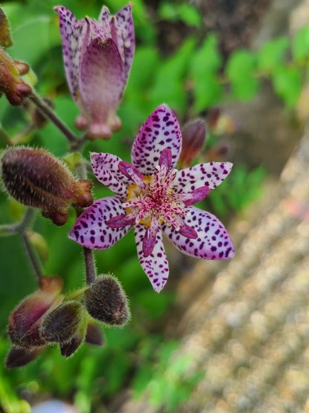 Image of Tricyrtis 'Fluffy Orchid'taken at Juniper Level Botanic Gdn, NC by JLBG