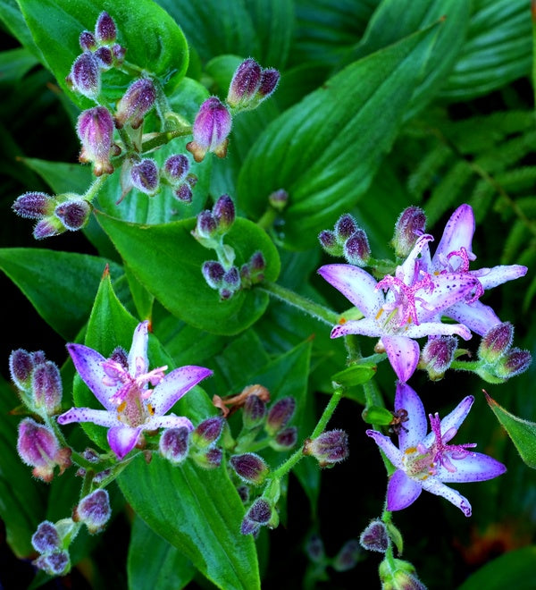 Image of Tricyrtis 'Momoyama'|Juniper Level Botanic Gdn, NC|JLBG