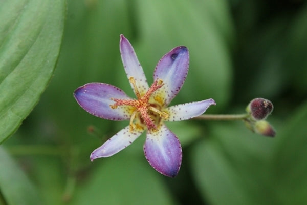 Image of Tricyrtis 'Oniji'|Juniper Level Botanic Gdn, NC|JLBG