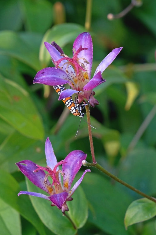 Image of Tricyrtis 'Oniji'||