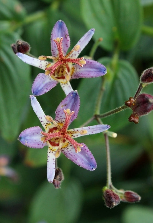 Image of Tricyrtis 'Seiryu'|Juniper Level Botanic Gdn, NC|JLBG