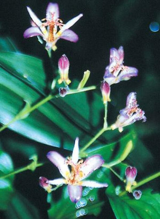 Image of Tricyrtis 'Taipei Silk' PP 18,727|Juniper Level Botanic Gdn, NC|JLBG