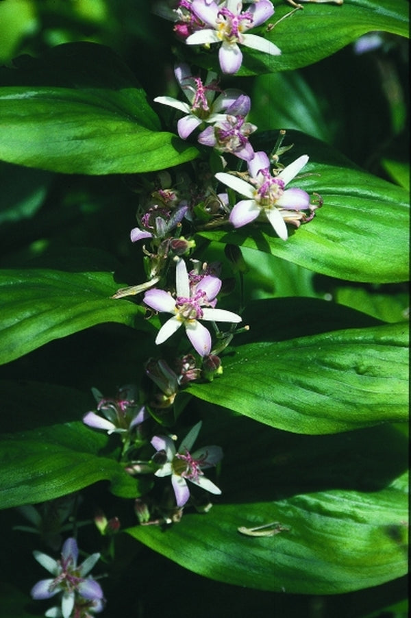 Image of Tricyrtis 'Tojen'|Juniper Level Botanic Gdn, NC|JLBG