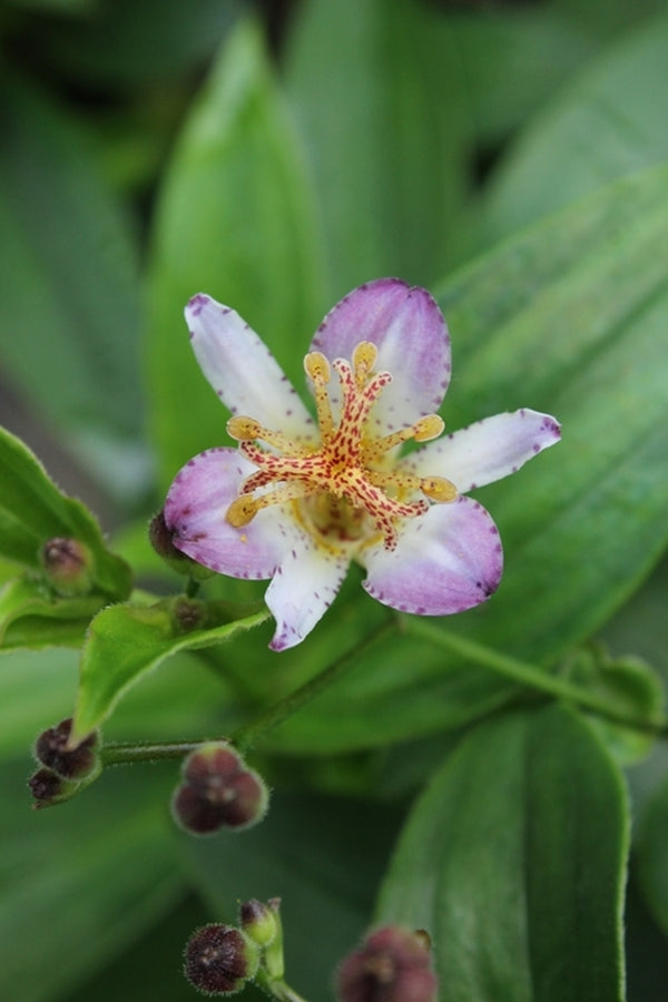 Image of Tricyrtis 'Tosui'|Juniper Level Botanic Gdn, NC|JLBG
