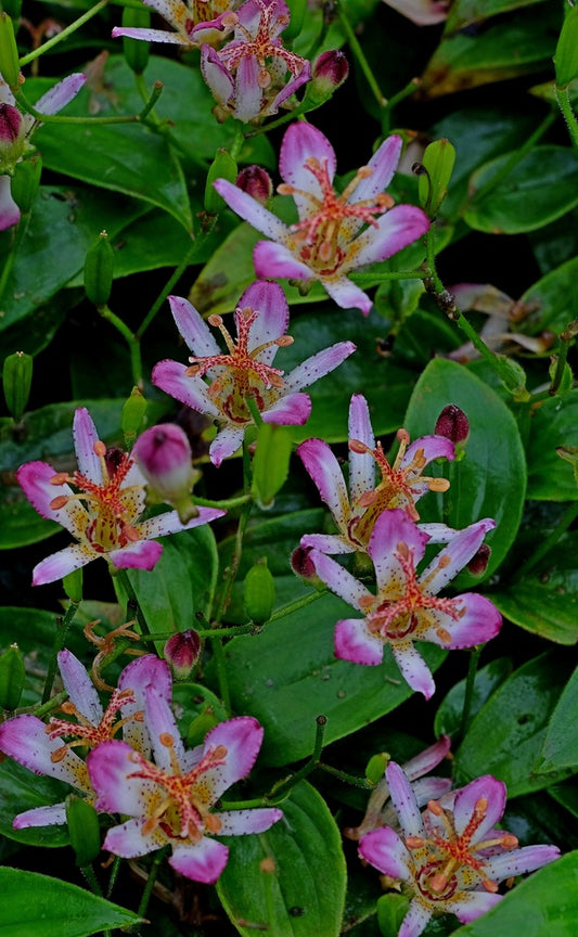 Image of Tricyrtis 'Tosui'||