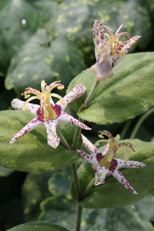 Image of Tricyrtis affinis 'Meigetsu'|Juniper Level Botanic Gdn, NC|JLBG