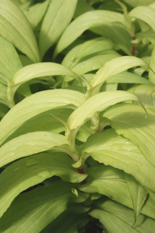 Image of Tricyrtis hirta var. masamunei 'Precious Medal'|Juniper Level Botanic Gdn, NC|JLBG