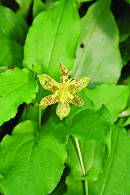 Image of Tricyrtis latifolia 'Golden Leopard'|Juniper Level Botanic Gdn, NC|JLBG