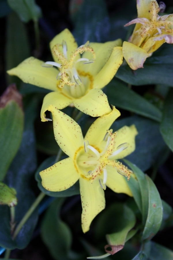 Image of Tricyrtis perfoliata|Juniper Level Botanic Gdn, NC|JLBG