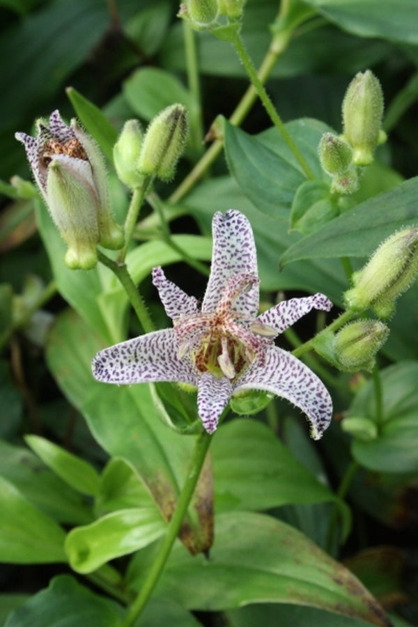 Learn about Tricyrtis ravenii 'Raving Beauty' | Raven's Toad Lily ...