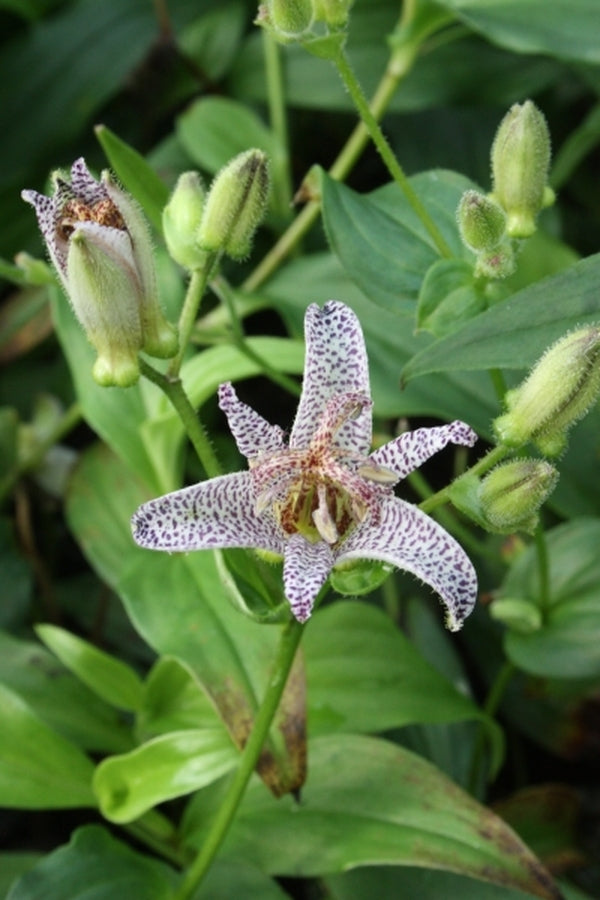 Image of Tricyrtis ravenii 'Raving Beauty'|Juniper Level Botanic Gdn, NC|JLBG