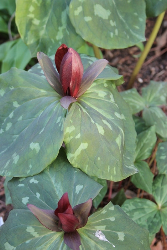 Image of Trillium cuneatum 'Lexington'||