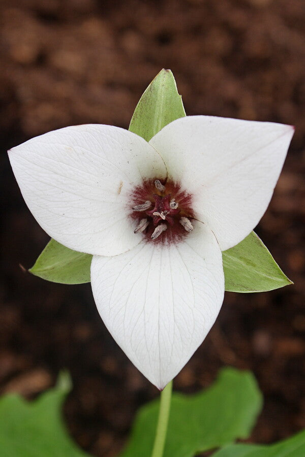 Image of Trillium x flexatum white w/ dark eye