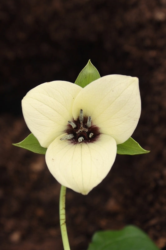 Image of Trillium x flexatum yellow||