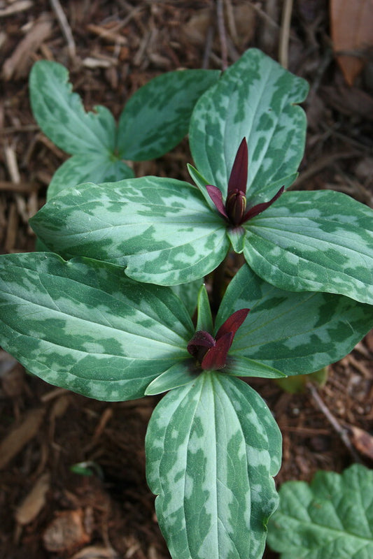 Image of Trillium foetidissimum 'Toadlets'|Juniper Level Botanic Gdn, NC|JLBG
