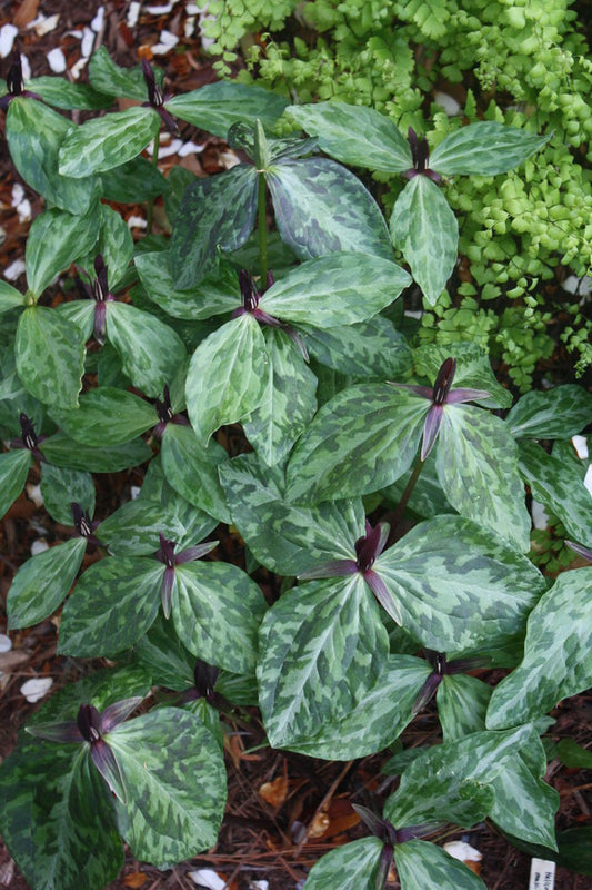 Image of Trillium gracile 'Sabine'|Juniper Level Botanic Gdn, NC|JLBG