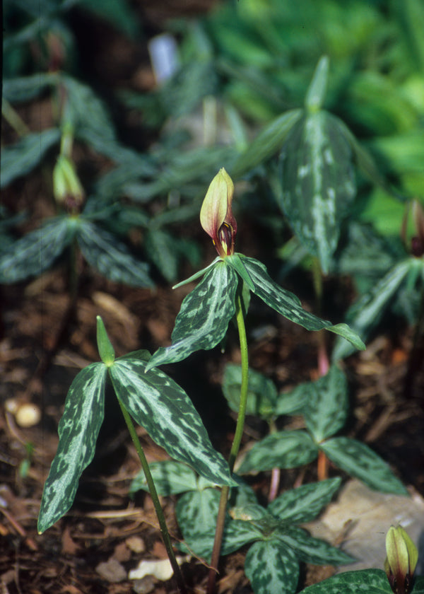 Image of Trillium lancifolium 'Gadsden'||