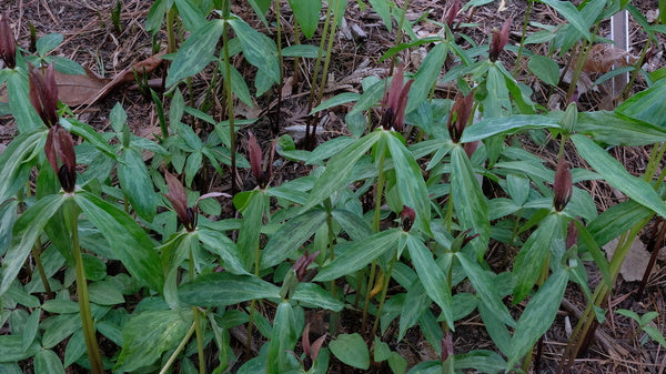 Image of Trillium lancifolium 'Harpersville'taken at Juniper Level Botanic Gdn, NC by JLBG