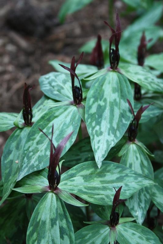 Image of Trillium lancifolium 'Whitfield'||