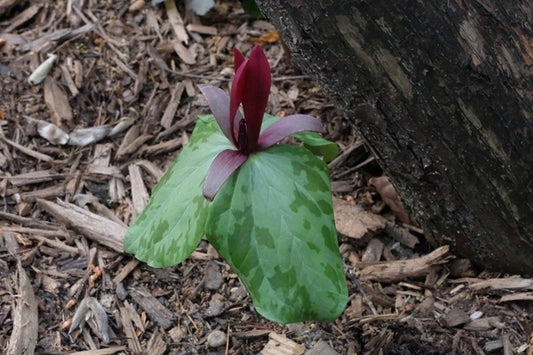 Image of Trillium maculatum 'Mite Near Lumpkin'|Juniper Level Botanic Gdn, NC|JLBG