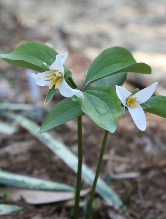 Image of Trillium sp. nov. 'Jones Gap'|Juniper Level Botanic Gdn, NC|JLBG