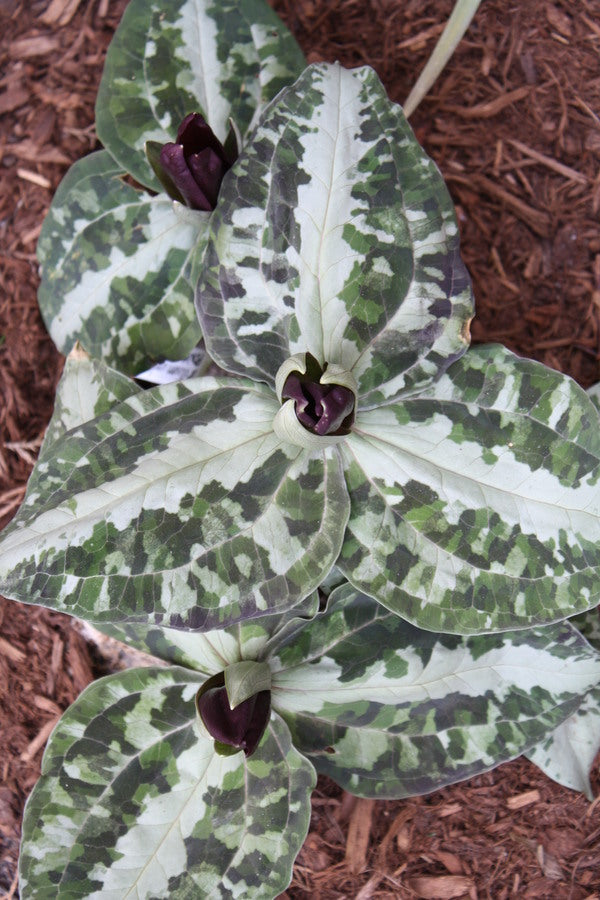 Image of Trillium underwoodii 'Decatur'taken at Juniper Level Botanic Gdn, NC by JLBG