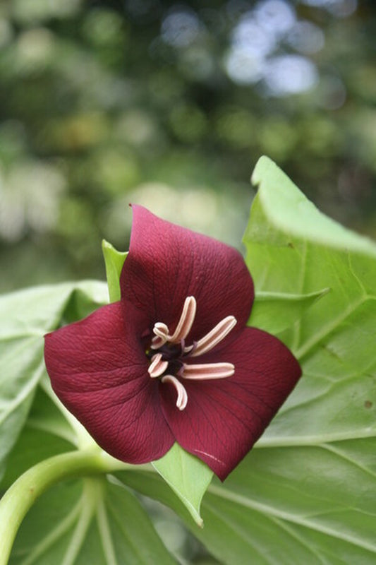 Image of Trillium vaseyitaken at Juniper Level Botanic Gdn, NC by JLBG