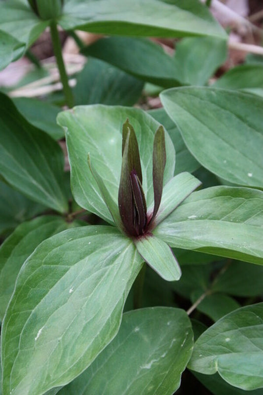 Image of Trillium x virile 'Jefferson Silver' (viridescens x gracile)|Juniper Level Botanic Gdn, NC|JLBG