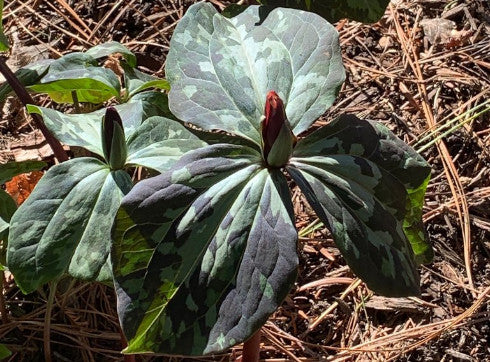 Trilliums for the South