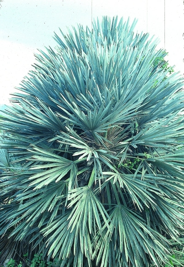 Learn about Trithrinax campestris | Argentine Silver Palm