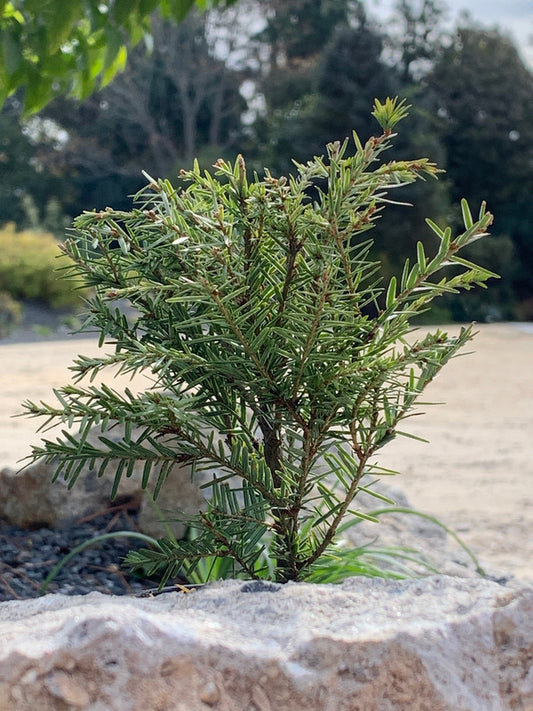 Image of Tsuga canadensis 'Moon Frost'|Juniper Level Botanic Gdn, NC|C. Hardison
