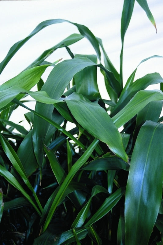 Image of Tupistra nutans|Juniper Level Botanic Gdn, NC|JLBG