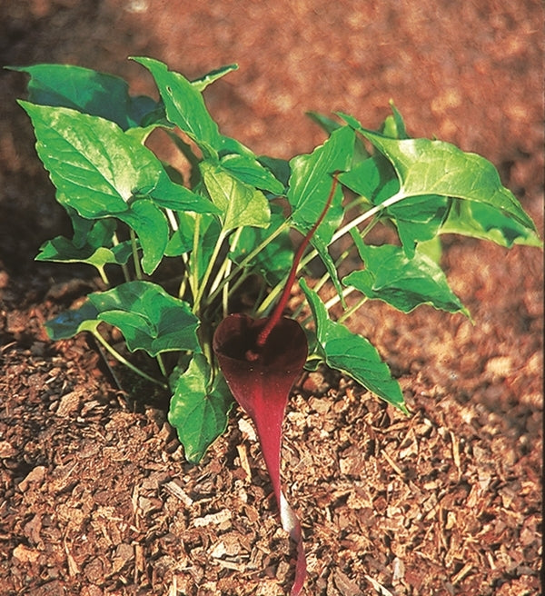 Image of Typhonium roxburghii|Juniper Level Botanic Gdn, NC|JLBG