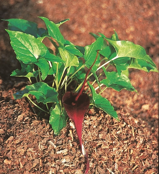 Image of Typhonium roxburghii|Juniper Level Botanic Gdn, NC|JLBG