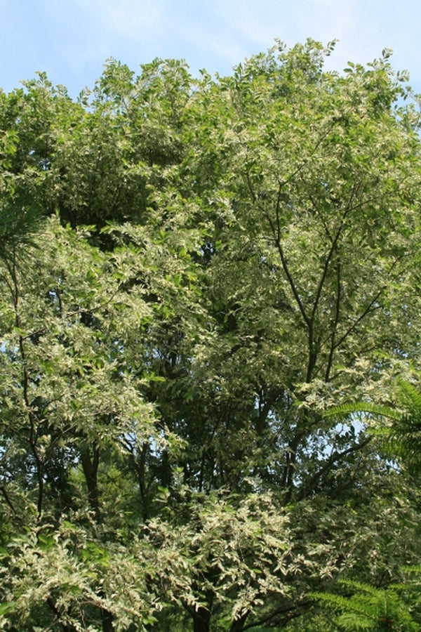 Image of Ulmus parvifolia 'Variegata'|Juniper Level Botanic Gdn, NC|JLBG